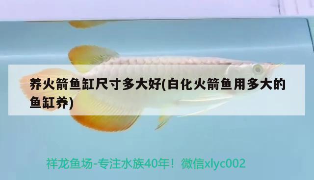 養(yǎng)火箭魚缸尺寸多大好(白化火箭魚用多大的魚缸養(yǎng))