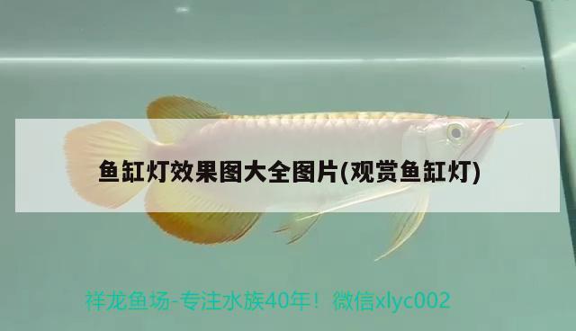 魚缸燈效果圖大全圖片(觀賞魚缸燈)