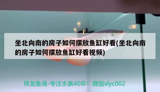 坐北向南的房子如何擺放魚(yú)缸好看(坐北向南的房子如何擺放魚(yú)缸好看視頻) 狗仔（招財(cái)貓)魚(yú)苗