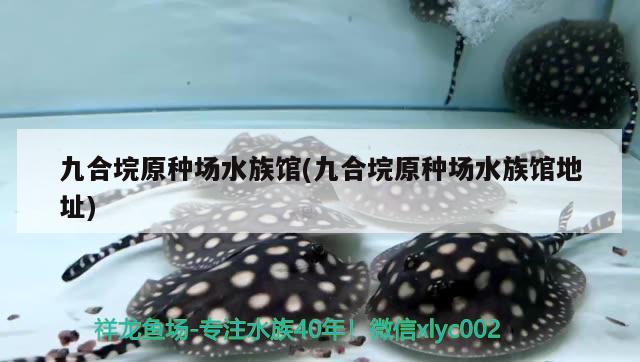 九合垸原種場(chǎng)水族館(九合垸原種場(chǎng)水族館地址) 魚(yú)缸水泵 第1張