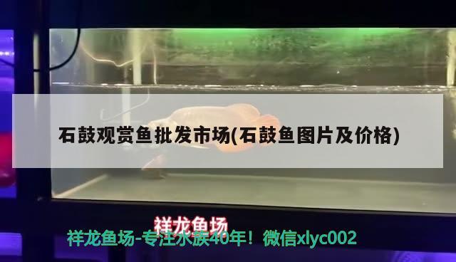 石鼓觀賞魚批發(fā)市場(石鼓魚圖片及價格) 觀賞魚批發(fā)