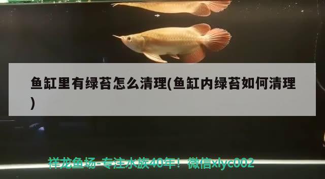 魚缸里有綠苔怎么清理(魚缸內(nèi)綠苔如何清理) 月光鴨嘴魚苗