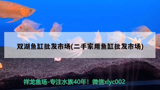 雙湖魚缸批發(fā)市場(chǎng)(二手家用魚缸批發(fā)市場(chǎng)) 紅眼黃化幽靈火箭魚|皇家火箭魚