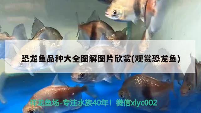 恐龍魚(yú)品種大全圖解圖片欣賞(觀賞恐龍魚(yú))