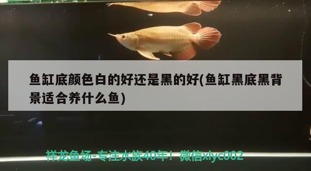 魚缸底顏色白的好還是黑的好(魚缸黑底黑背景適合養(yǎng)什么魚)