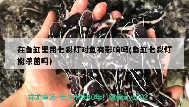 在魚缸里用七彩燈對魚有影響嗎(魚缸七彩燈能殺菌嗎) 大白鯊魚苗 第1張