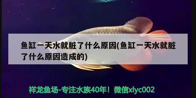 魚缸一天水就臟了什么原因(魚缸一天水就臟了什么原因造成的)