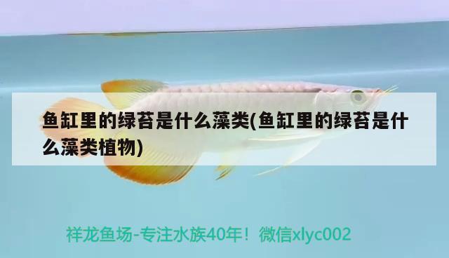 魚缸里的綠苔是什么藻類(魚缸里的綠苔是什么藻類植物) B級過背金龍魚