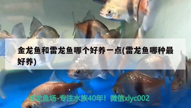 金龍魚和雷龍魚哪個好養(yǎng)一點(雷龍魚哪種最好養(yǎng)) 熊貓異形魚L46