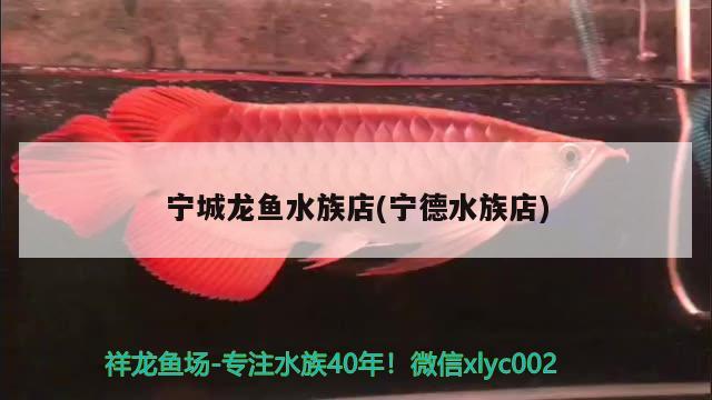 寧城龍魚水族店(寧德水族店) 祥龍超血紅龍魚