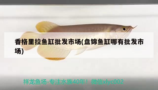 香格里拉魚缸批發(fā)市場(chǎng)(盤錦魚缸哪有批發(fā)市場(chǎng))