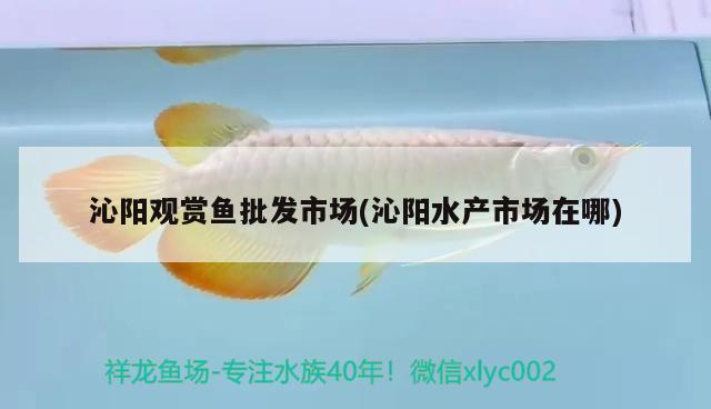 沁陽(yáng)觀賞魚(yú)批發(fā)市場(chǎng)(沁陽(yáng)水產(chǎn)市場(chǎng)在哪) 觀賞魚(yú)批發(fā)