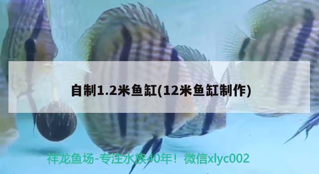 自制1.2米魚缸(12米魚缸制作)