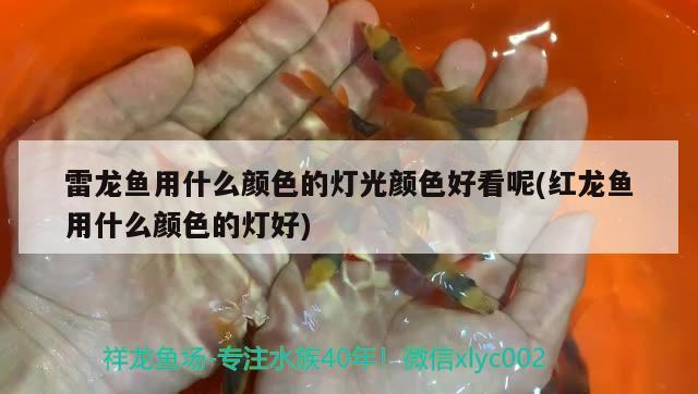 雷龍魚(yú)用什么顏色的燈光顏色好看呢(紅龍魚(yú)用什么顏色的燈好)