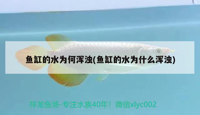 魚缸的水為何渾濁(魚缸的水為什么渾濁)