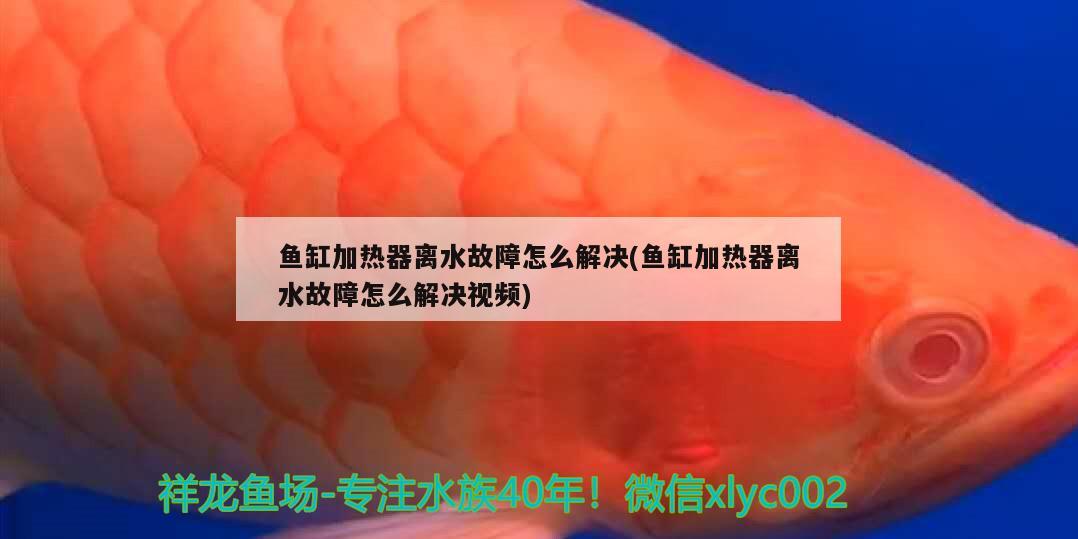 魚缸加熱器離水故障怎么解決(魚缸加熱器離水故障怎么解決視頻) 白子銀龍魚苗