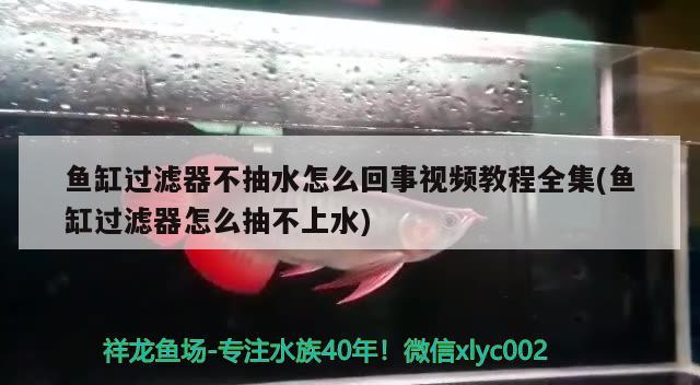 魚缸過濾器不抽水怎么回事視頻教程全集(魚缸過濾器怎么抽不上水) 水草