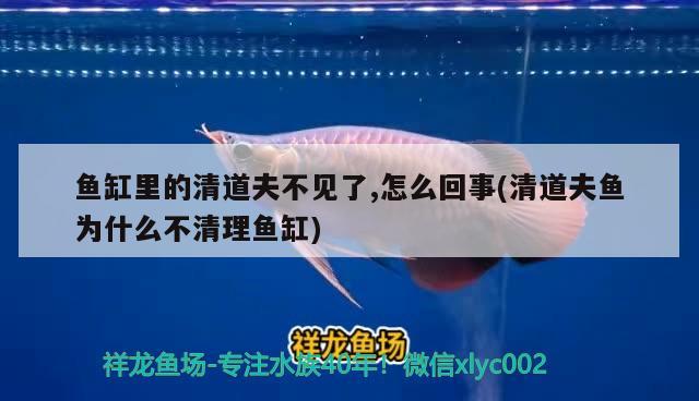 魚缸里的清道夫不見了,怎么回事(清道夫魚為什么不清理魚缸)