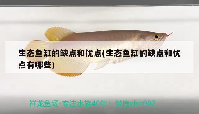 生態(tài)魚缸的缺點(diǎn)和優(yōu)點(diǎn)(生態(tài)魚缸的缺點(diǎn)和優(yōu)點(diǎn)有哪些)