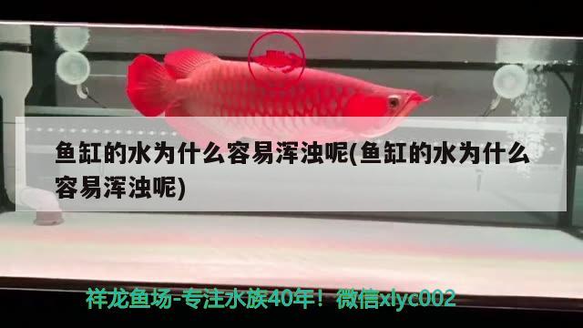 魚缸的水為什么容易渾濁呢(魚缸的水為什么容易渾濁呢) 豹紋夫魚苗