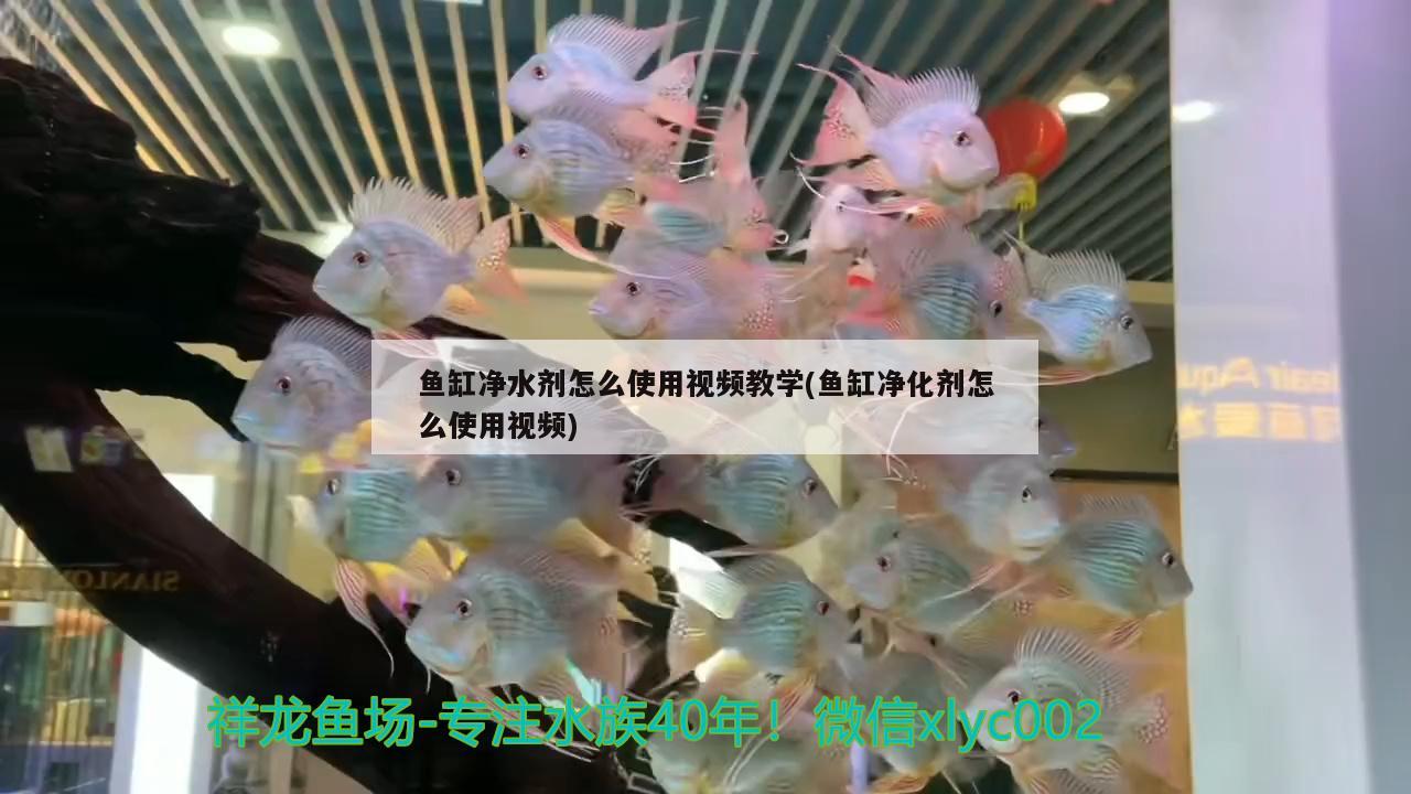 魚缸凈水劑怎么使用視頻教學(魚缸凈化劑怎么使用視頻) 虎魚魚苗