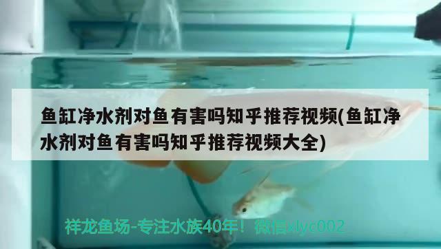 魚缸凈水劑對魚有害嗎知乎推薦視頻(魚缸凈水劑對魚有害嗎知乎推薦視頻大全) 祥龍藍(lán)珀金龍魚