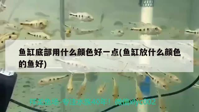 魚缸底部用什么顏色好一點(魚缸放什么顏色的魚好)