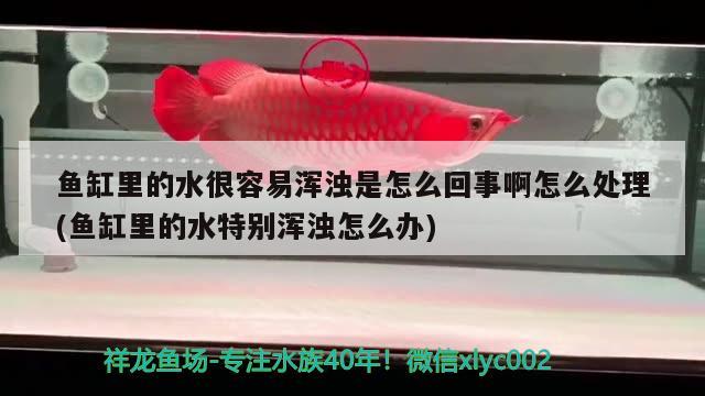 魚缸里的水很容易渾濁是怎么回事啊怎么處理(魚缸里的水特別渾濁怎么辦) 過(guò)背金龍魚