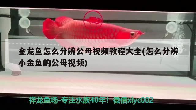 金龍魚(yú)怎么分辨公母視頻教程大全(怎么分辨小金魚(yú)的公母視頻)