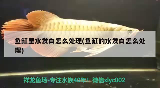 魚缸里水發(fā)白怎么處理(魚缸的水發(fā)白怎么處理)