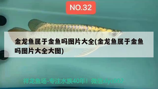 金龍魚屬于金魚嗎圖片大全(金龍魚屬于金魚嗎圖片大全大圖) 魚缸清潔用具