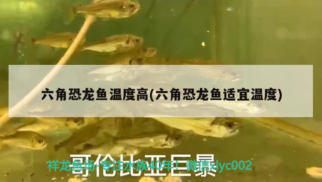 六角恐龍魚溫度高(六角恐龍魚適宜溫度) 南美異型魚 第2張