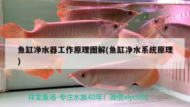 魚缸凈水器工作原理圖解(魚缸凈水系統(tǒng)原理)