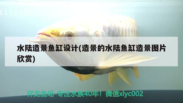 水陸造景魚缸設(shè)計(造景的水陸魚缸造景圖片欣賞) 養(yǎng)魚知識