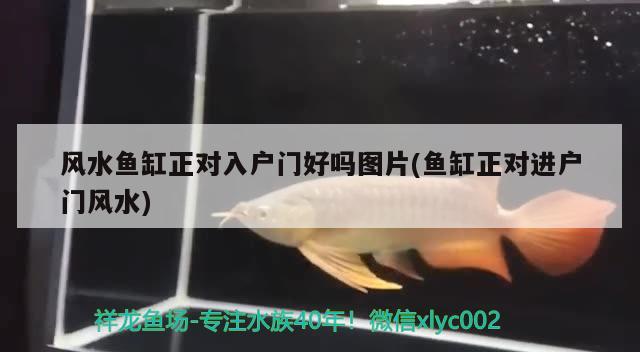 風水魚缸正對入戶門好嗎圖片(魚缸正對進戶門風水) 魚缸風水