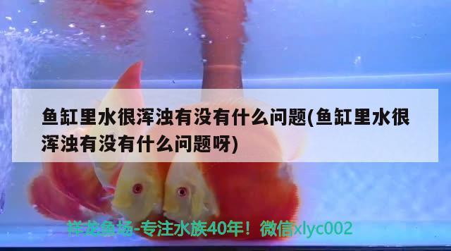 魚缸里水很渾濁有沒有什么問題(魚缸里水很渾濁有沒有什么問題呀)