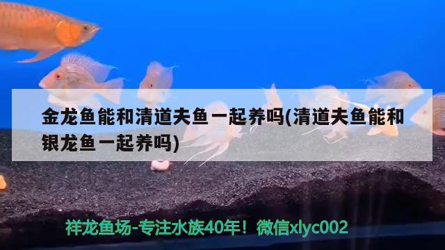 金龍魚(yú)能和清道夫魚(yú)一起養(yǎng)嗎(清道夫魚(yú)能和銀龍魚(yú)一起養(yǎng)嗎) 銀龍魚(yú)