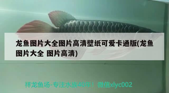 龍魚(yú)圖片大全圖片高清壁紙可愛(ài)卡通版(龍魚(yú)圖片大全圖片高清) 巴西亞魚(yú)苗