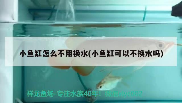 小魚缸怎么不用換水(小魚缸可以不換水嗎) 黃金夢幻雷龍魚