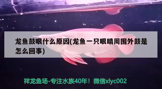 龍魚鼓眼什么原因(龍魚一只眼睛周圍外鼓是怎么回事)