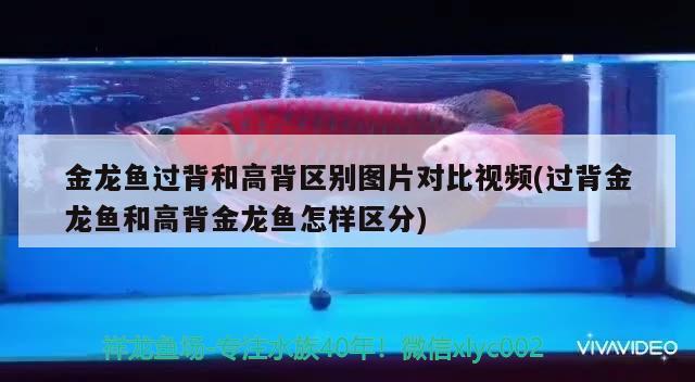 金龍魚過背和高背區(qū)別圖片對比視頻(過背金龍魚和高背金龍魚怎樣區(qū)分)