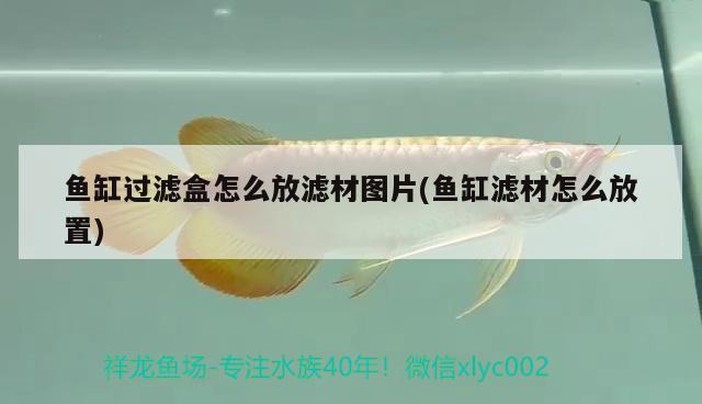 魚缸過濾盒怎么放濾材圖片(魚缸濾材怎么放置) 野生地圖魚