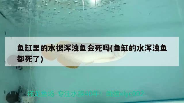 魚缸里的水很渾濁魚會死嗎(魚缸的水渾濁魚都死了) 觀賞魚百科