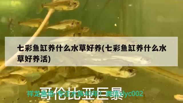 七彩魚缸養(yǎng)什么水草好養(yǎng)(七彩魚缸養(yǎng)什么水草好養(yǎng)活) 水草