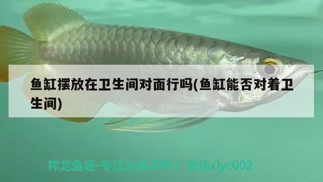 魚(yú)缸擺放在衛(wèi)生間對(duì)面行嗎(魚(yú)缸能否對(duì)著衛(wèi)生間) 黃金河虎魚(yú)