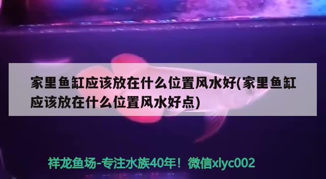 家里魚缸應(yīng)該放在什么位置風水好(家里魚缸應(yīng)該放在什么位置風水好點) 魚缸風水