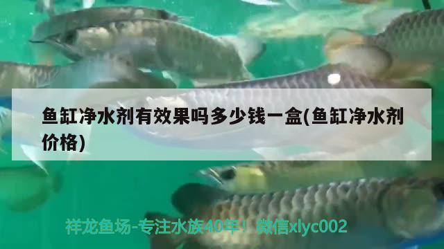 魚缸凈水劑有效果嗎多少錢一盒(魚缸凈水劑價格) 泰國虎魚（泰虎）