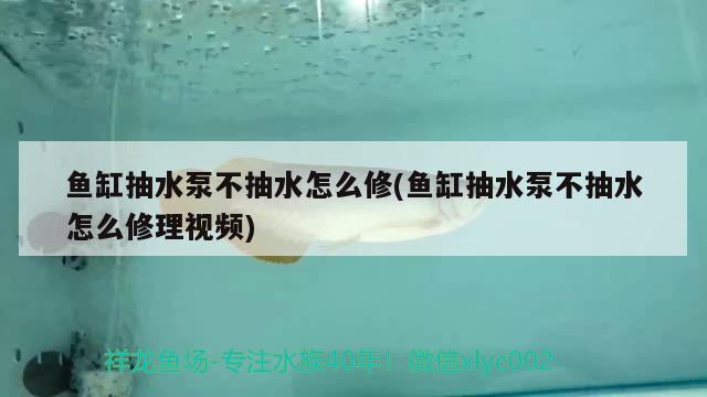 魚缸抽水泵不抽水怎么修(魚缸抽水泵不抽水怎么修理視頻) 七彩神仙魚 第1張