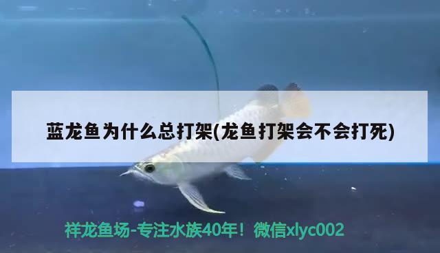 藍龍魚為什么總打架(龍魚打架會不會打死)