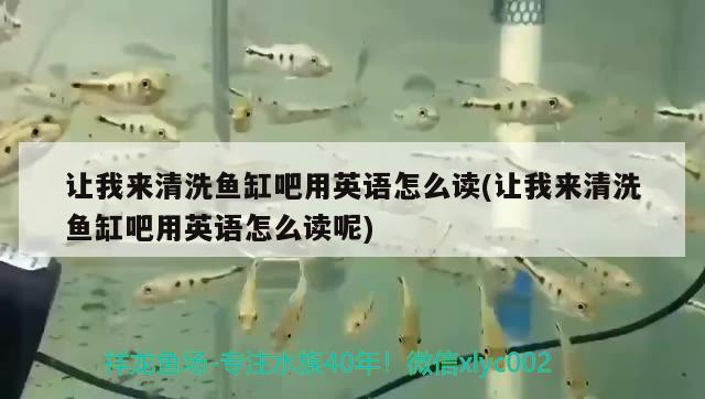 讓我來清洗魚缸吧用英語怎么讀(讓我來清洗魚缸吧用英語怎么讀呢) 朱巴利魚苗